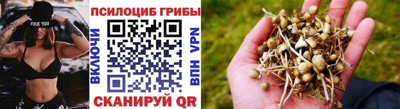 Купить закладки Гатчина Псилоцибиновые грибы мухоморы